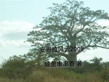 安哥拉局势2021